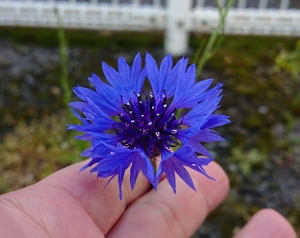 駐車場に生えていた花